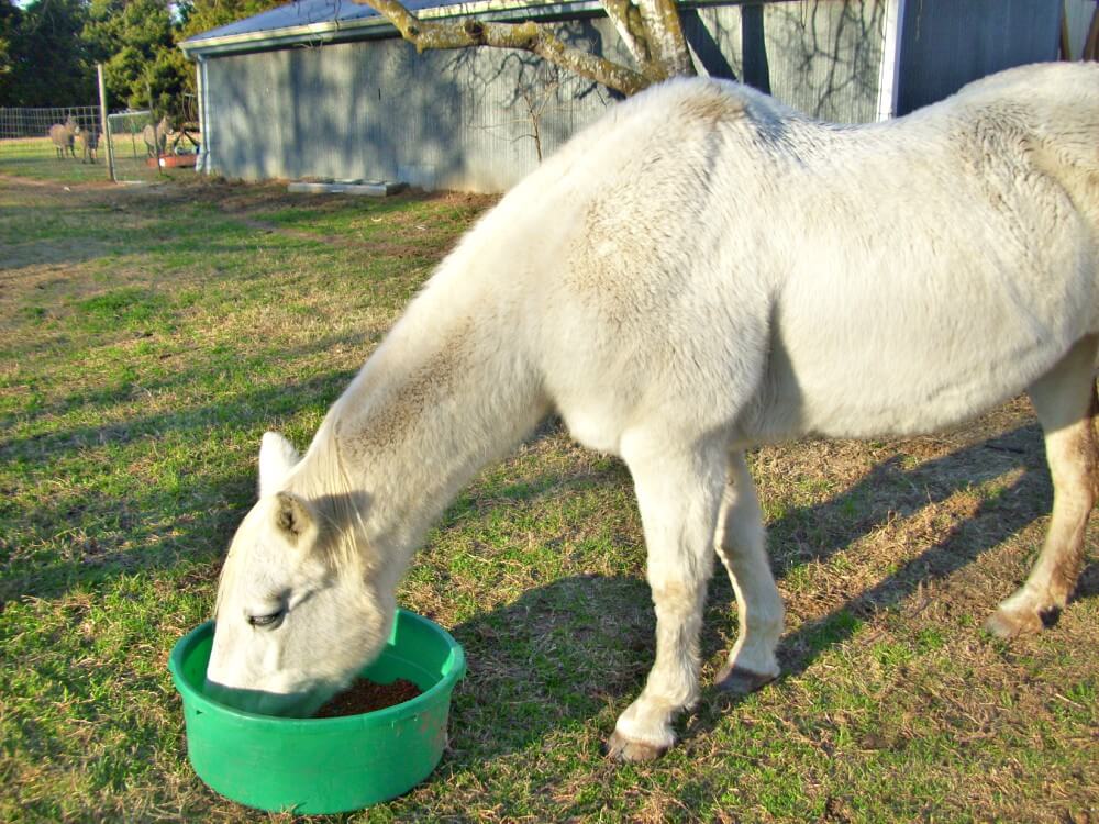 Photo of a white horse eating out of a round, green bucket; miniature donkey(s) look on in the background