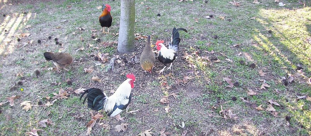Chickens (two hens and three roosters) around a tree; sun shines through a fence