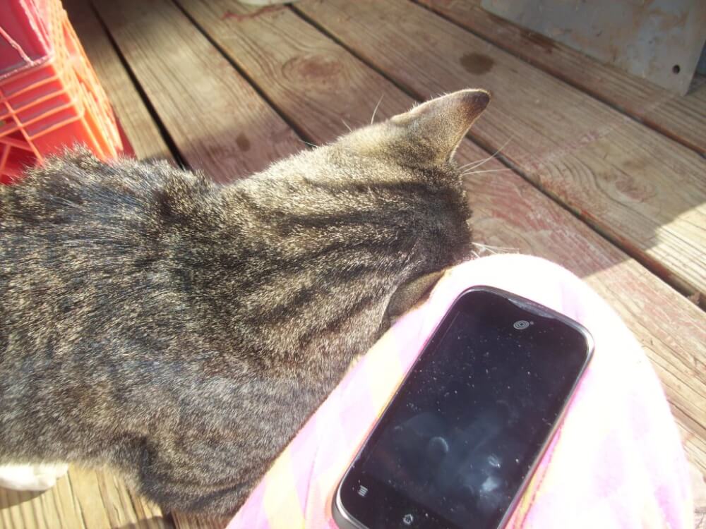 Photo of tabby cat rubbing head on a knee, atop which rests a phone