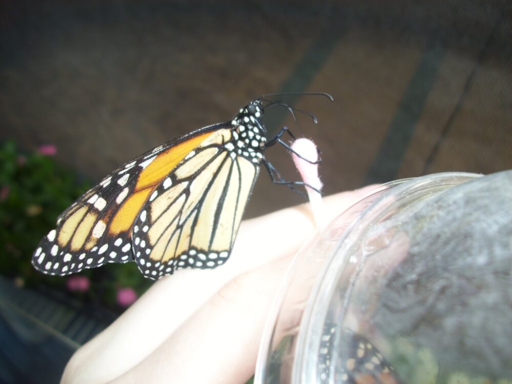 13th Annual Butterfly Festival