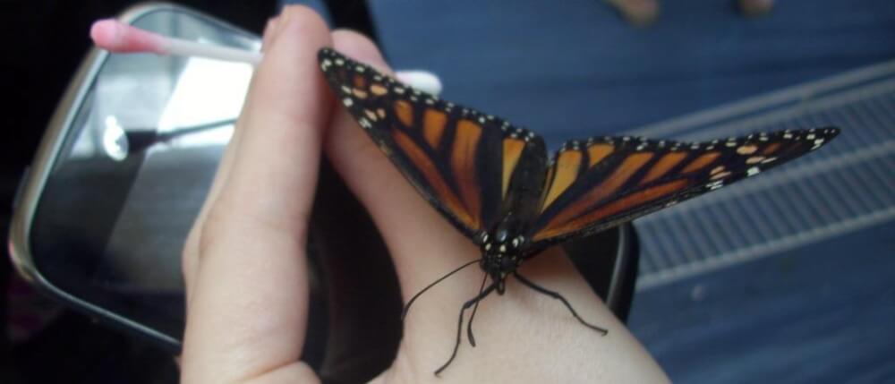 13th Annual Butterfly Festival