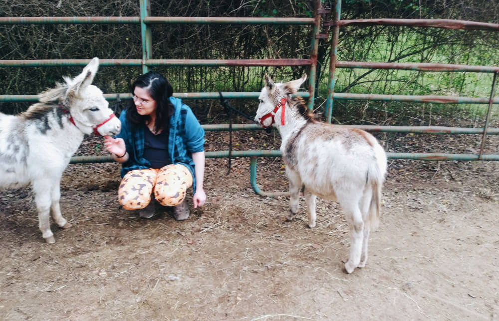 Woman squatting between two miniature paint donkeys wearing red halters, hand under older one's chin