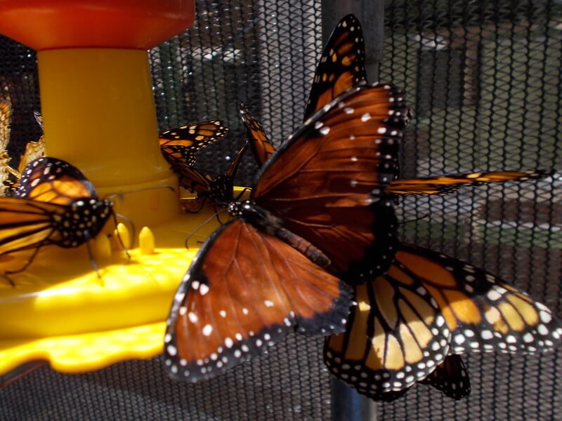 Brown butterfly feeding with monarch butterflies
