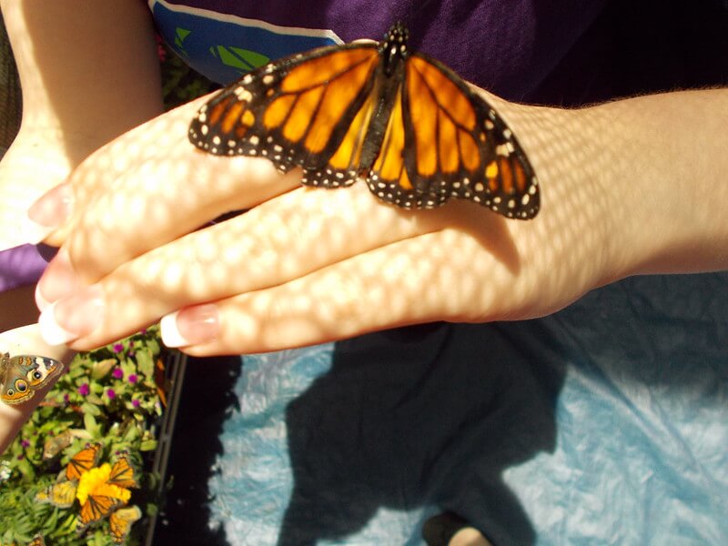 Single monarch butterfly on white woman's hand