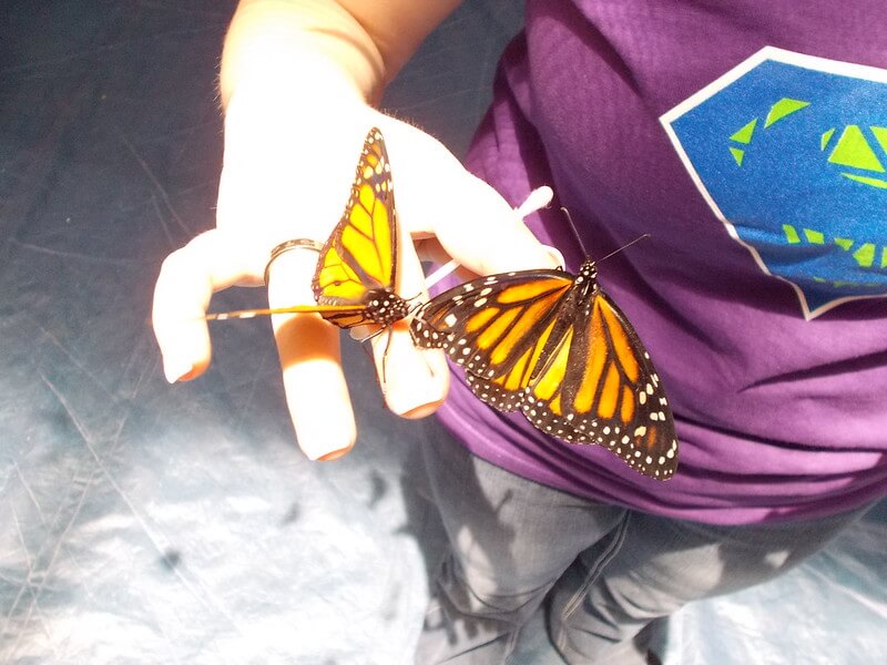 Two monarch butterflies on white woman's hands