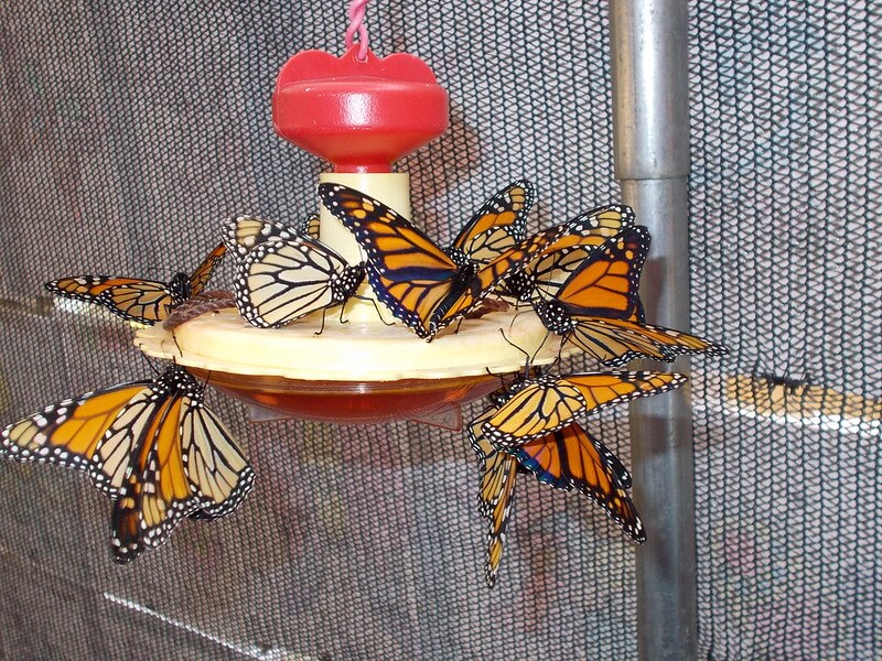 Several monarch butterflies feeding