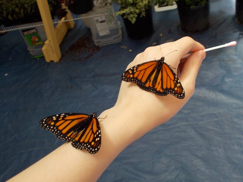 Two monarch butterflies on white woman's arm