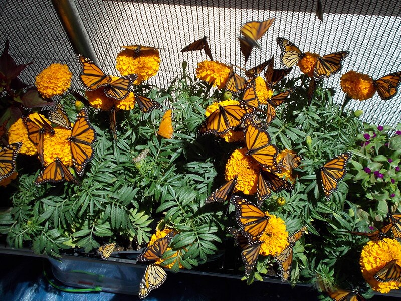 Several monarch butterflies on yellow flowers
