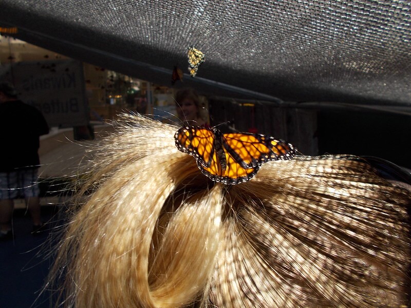 White monarch butterfly atop ponytail holder on blonde head, making it look like a barrette