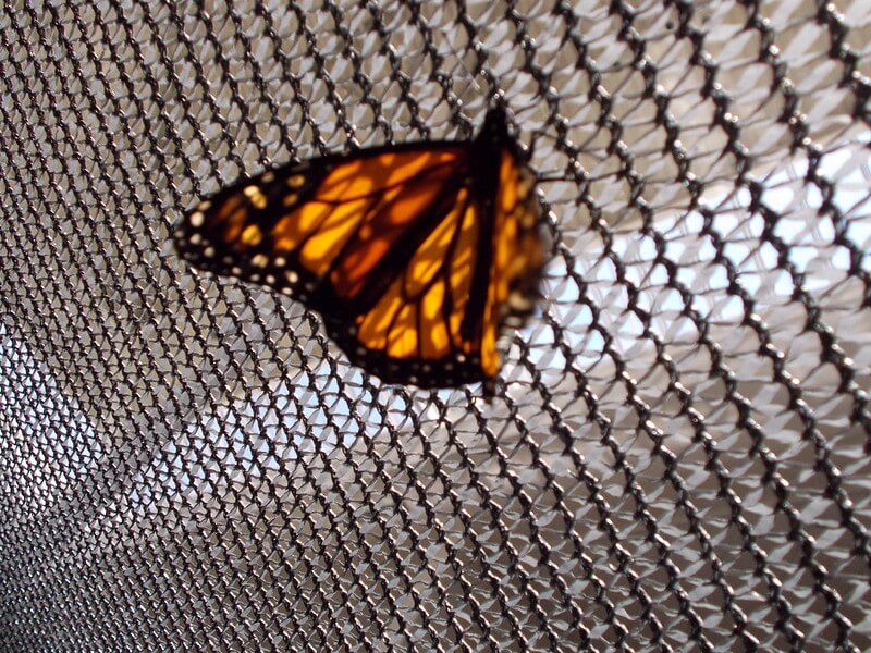Single monarch butterfly on netting