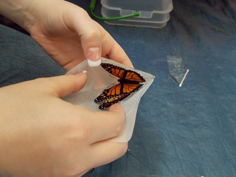 White woman releasing two butterflies from their envelope
