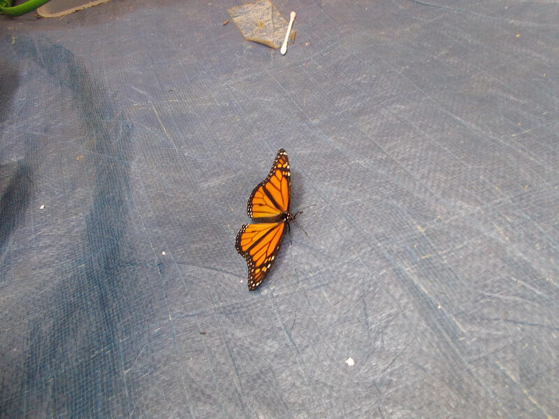 Single monarch butterfly on tarp