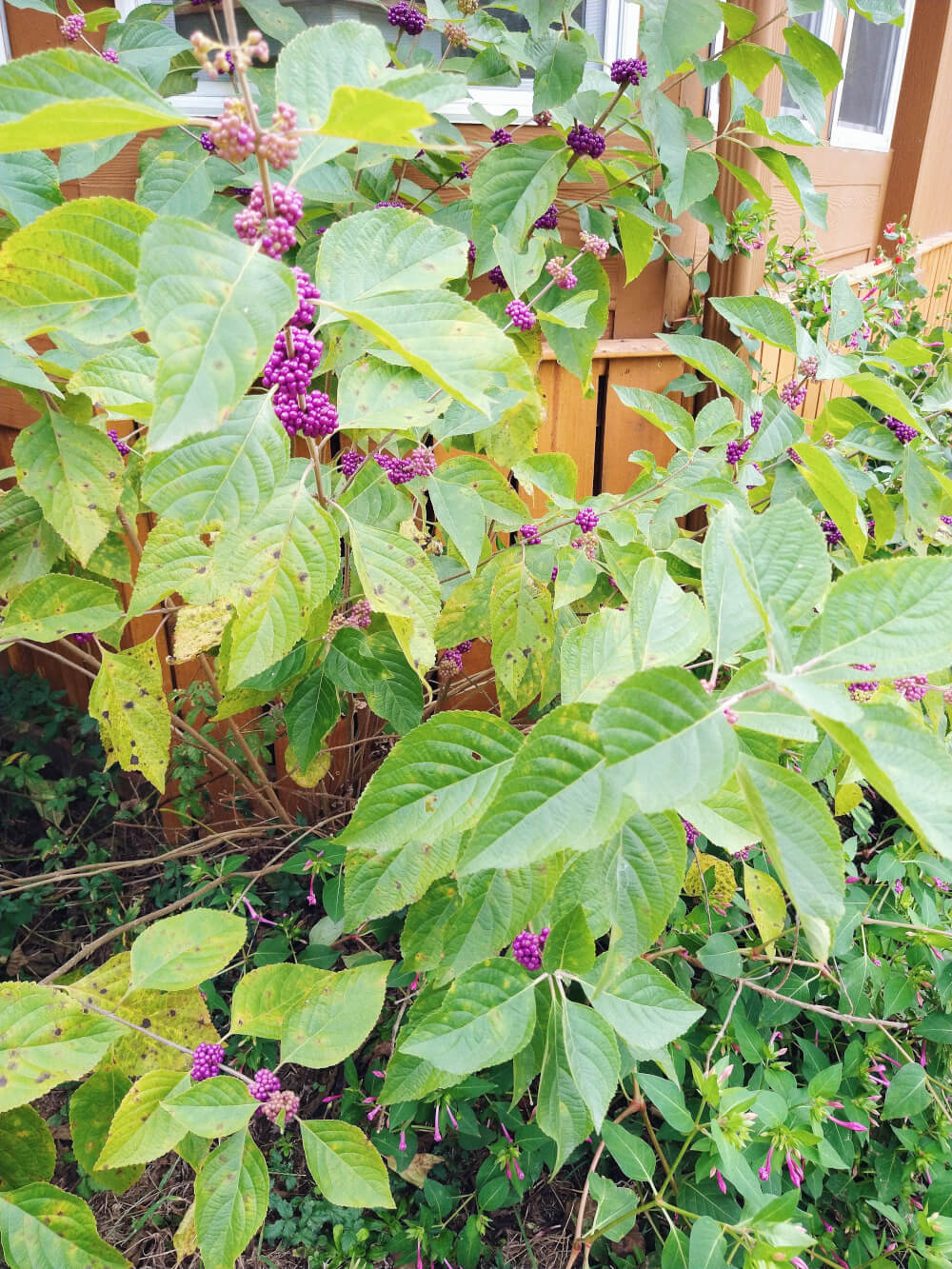Purple berries on beautyberry bush