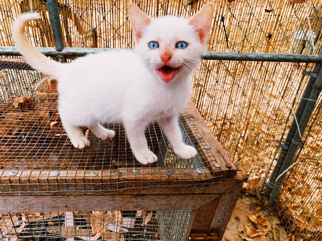 White cat atop chicken wire box with tail up and mouth open in a meow/rawr