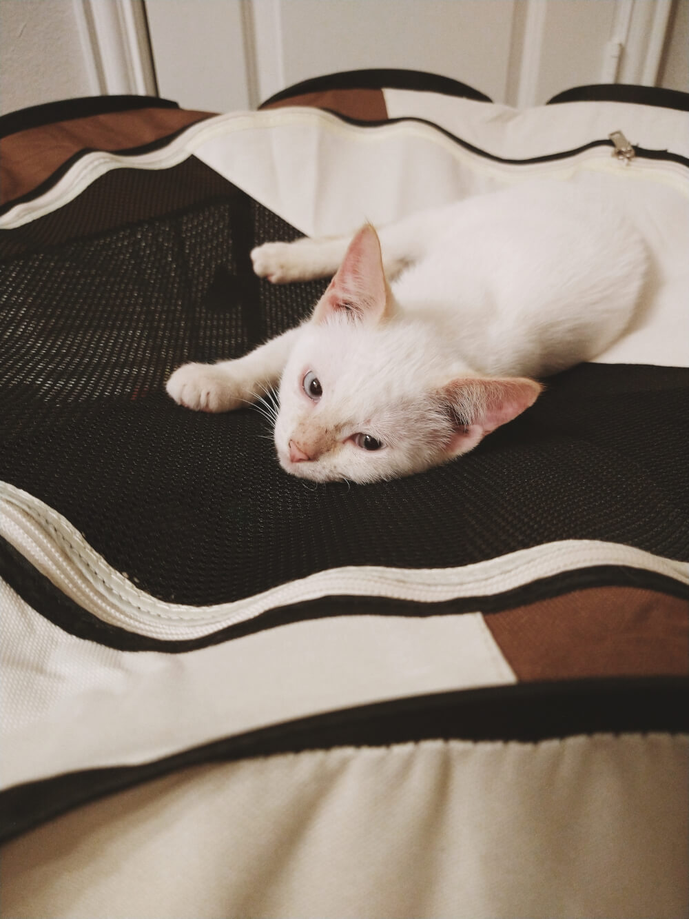 White kitten laying on kitty playpen ceiling