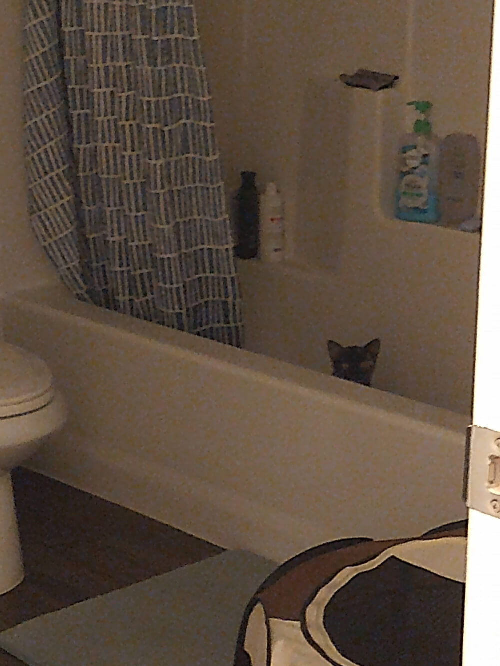 Black kittin in bathtub in dim light, looking at camera