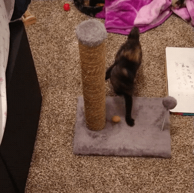 Tortie kitten playing with yellow ball picks up yellow ball in mouth and runs