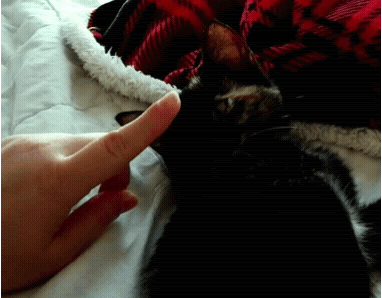 Kitten touching finger with nose, then getting pet