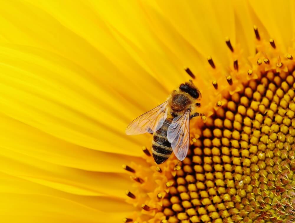 Single bee on a sunflower