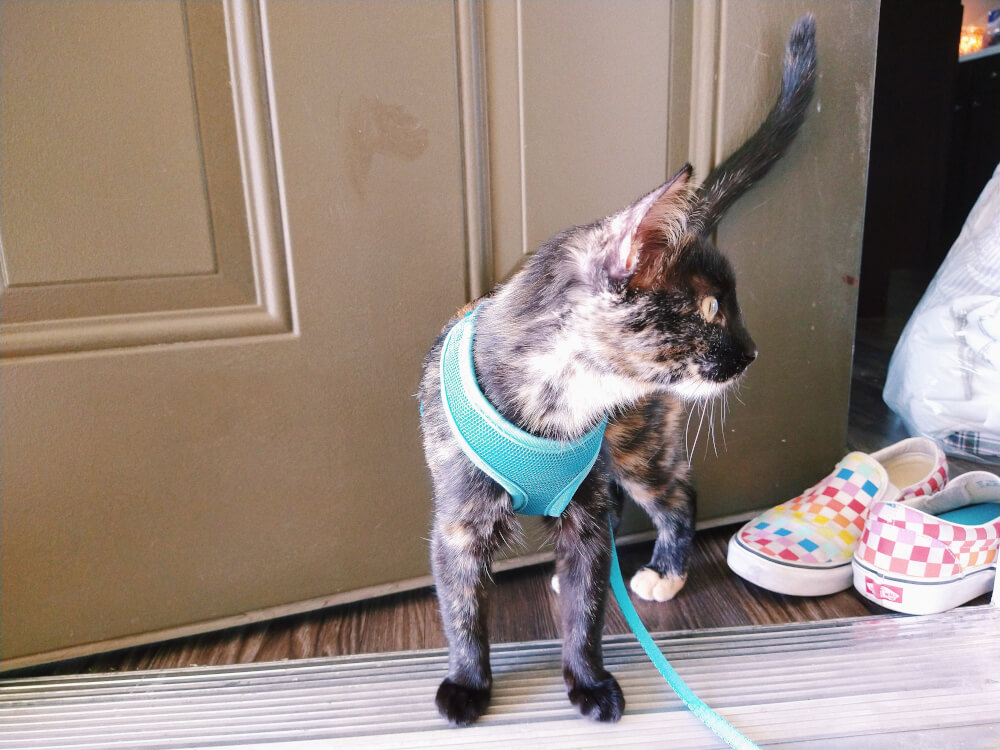 Tortoiseshell kitten in blue harness looking to side while standing in doorway of open front door