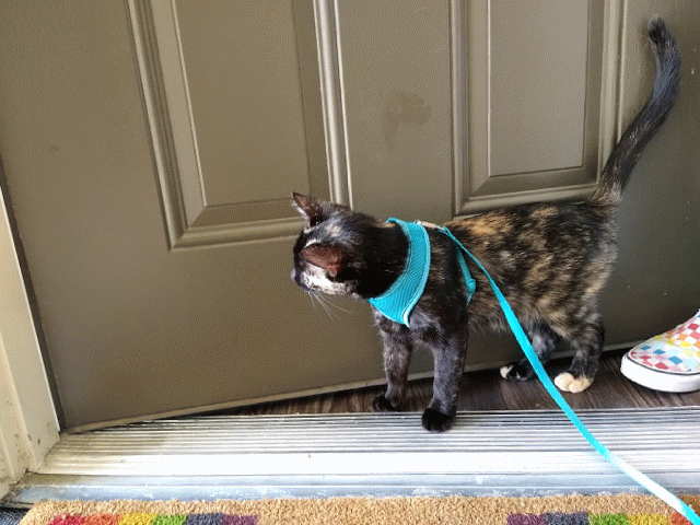 Tortoiseshell/calico kitten standing in doorway wearing a turquoise harness with matching leash