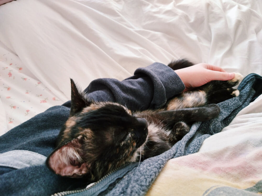 Kitten asleep next to human, on bed